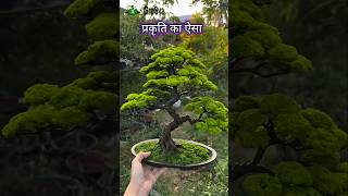 Prefect Bonsai Soil Preparation  Bonsai Tree [upl. by Iy649]