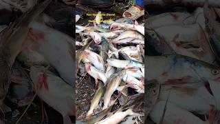 sassoon dock fish market latest video  Zinda fish fish fishing machimarket sctmalad [upl. by Eaned500]