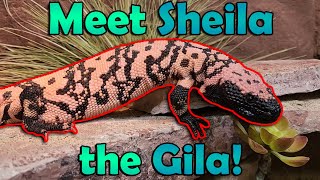 All about Gila Monsters Venomous [upl. by Enneles762]