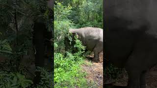 How We Rescued Elephants  From Former Tourist Attractions to Rescued Elephants  Saving Elephants [upl. by Tichon500]