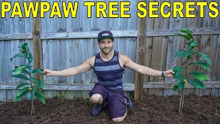 4 Secrets For Growing PAWPAW TREES Pawpaw Tree Growing Guide [upl. by Teteak11]