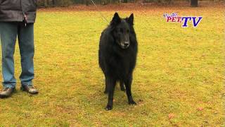 Groenendael  Belgischer Schäferhund Informationen zur Rasse [upl. by Narra189]