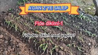 Salep fidesi dikimi nasıl yapılır Salep l Salep tarımı l Salep yetiştiriciliği [upl. by Ulrica73]