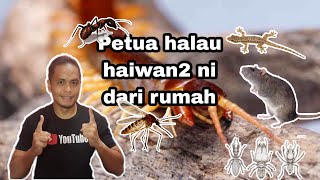 Petua halau haiwan perosak dan serangga bisa dari rumah [upl. by Ikkim]