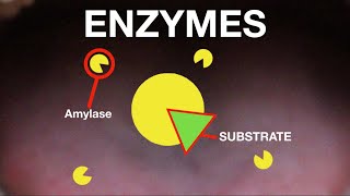 IGCSE Biology  Enzymes [upl. by Ameluz]