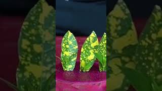 Plant propagation techniques botany trending nature plantscience viralshort howtopropogate [upl. by Yehc]