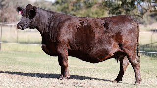 Lot 40 ZMJPR016 VC Simmentals Online Herd Reduction Sale 2024 [upl. by Rossing]