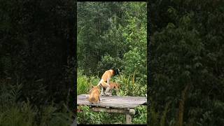 PROBOSCIS MONKEY [upl. by Odracir280]