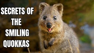 The Quokka Natures Happiest Animal [upl. by Alrich297]