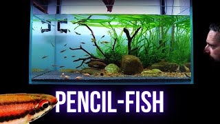 COLORFUL ZEPPELIN FISH added to PLANTED AQUARIUM  EP5 ISLAND COMMUNITY AQUARIUM [upl. by Esilehs]