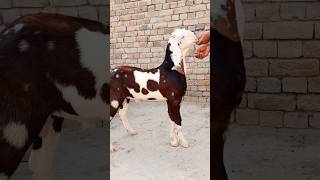 Beutiful ablak male goat goatfarminindia animals indiangoatfarm [upl. by Duncan]