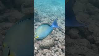 Group of surgeonfish fish snorkeling hawaii oahu hanaumabay travel [upl. by Notnef]