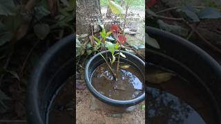 Planting white mangrove tree at home whitemangrove gardening [upl. by Elizabeth149]