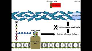 Amoxycillin  Mechanism of Action [upl. by Imot]