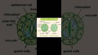 Labelled Diagram of Stomatastudy trending exampreparation [upl. by Ragucci113]