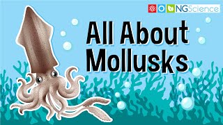 All About Mollusks [upl. by Tally982]