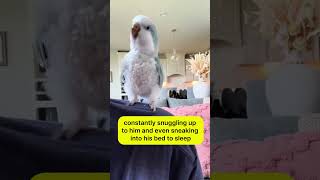 Unlikely Bond Man and His Rescue Bird shorts youtubeshorts viralvideo animalfacts birdsfacts [upl. by Epilif]