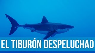 VIENDO TIBURONES  JAULAS PARA VER TIBURONES  TERROR EN EL MAR  Vlogs Diarios 250 [upl. by Yukio719]