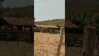 TEMPO QUE NÃO VOLTA MAIS interior minasgerais roça sertão brasil fazenda nostalgia natureza [upl. by Gnep]