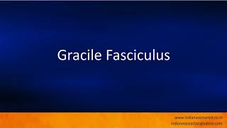 Pronunciation of the words quotGracile Fasciculusquot [upl. by Minta]