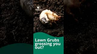 Lawntech top tips for dealing with lawn grubs [upl. by Jelks844]