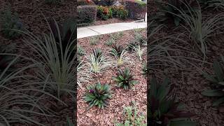 ✨Front Yard Makeover Update✨ gardendesign lowmaintenanceplants youtubeshorts [upl. by Ingrim]