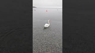 Wasserburg Bayern Germany travel хочуиеду swan world see germany history holiday lake [upl. by Nadiya]