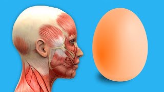 Jeden Tag ein gekochtes Ei Die verblüffenden Effekte die du erleben musst [upl. by Arodal]