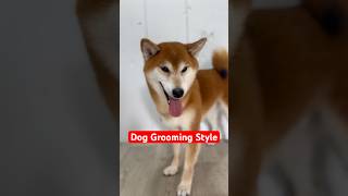 Dog Grooming Hair Cut Style pets dog cute lebanon doglover petsalon petworld petlife lolpet [upl. by Lemmie]