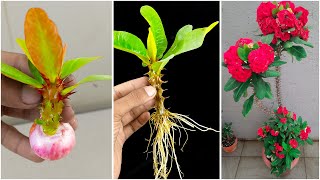 How to grow Euphorbia milii plant from cutting faster in easy way  Crown of Thorns [upl. by Kelwin]