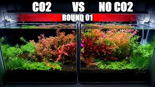 Is It Worth To Add CO2 To Your Planted Tank  1st Round of CO2 Vs No CO2 Planted Aquarium [upl. by Rego]