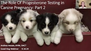 Dr Andrea Hesser discusses progesterone monitoring in pregnant dogs [upl. by Nahij610]