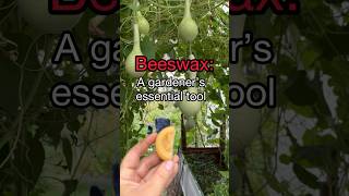 Beeswax A Gardener’s Essential Tool [upl. by Oht]