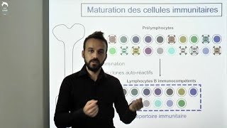 Diversité des cellules immunitaires [upl. by Atsiuqal]