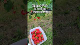 Picking Strawberries and Pumpkins at the largest PickYourOwn Farm in the UK [upl. by Arlynne]