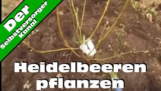 Heidelbeeren im Garten die einfache Methode [upl. by Nuhsyar]