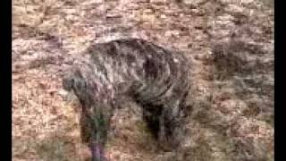 Monster English Mastiff PuppyTiger [upl. by Merton567]