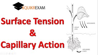 Surface Tension of Water  Capillary Action of Water  Capillary action Examples  Hindi [upl. by Weisman]