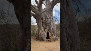 The bushmen home experience the unique lifestyle of Hadzabe tribe [upl. by Nylarat]