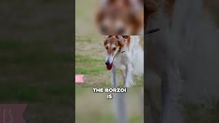 Meet the Russian Wolfhound  The Borzoi [upl. by Husain213]