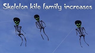 Skeleton kite family increases [upl. by Meyer]