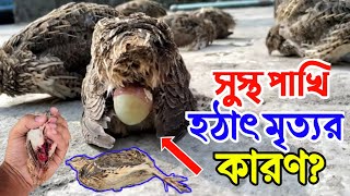 সুস্থ পাখি হঠাৎ মৃত্যুর কারণ Causes sudden death of healthy birds কৃষিবিদ মাহফুজুর [upl. by Aguie397]