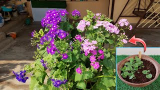 Quick amp Easy Guide to Growing Cineraria Plants at Home🌱SEED TO FLOWERबीज से सिनेरिया का पौधा उगाएं [upl. by Wickman]