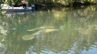 Chaz the Manatee at Chassahowitzka Wildlife Refuge [upl. by Aicilev]