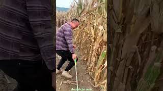 Essential Tools for Rural Farmer  Practical Use of Farming 🌽🌽Tools shorts youtubeshorts [upl. by Leonardi647]