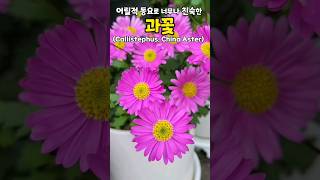 취국 당국화라고도해요 꽃말은 quot믿음직한 사랑 변화 상실quot 홑겹부터 겹꽃 다양한 색상과 품종의 개량종이 많고 절화로도 사랑받아요20240507 1318° 비 [upl. by Ellenahc]