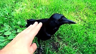 Pet crow acts like a Dog [upl. by Dnesnwot]