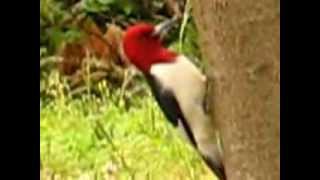 REDHEADED WOODPECKER AND ITS CALLAVI [upl. by Astera820]