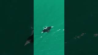 Amazing Giant Manta Ray today near Vero Beach MantaRay [upl. by Evvy]