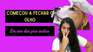 Seu pet está com o olho lacrimejando secreção piscando e coçando muito  úlcera de córnea [upl. by Ennybor]